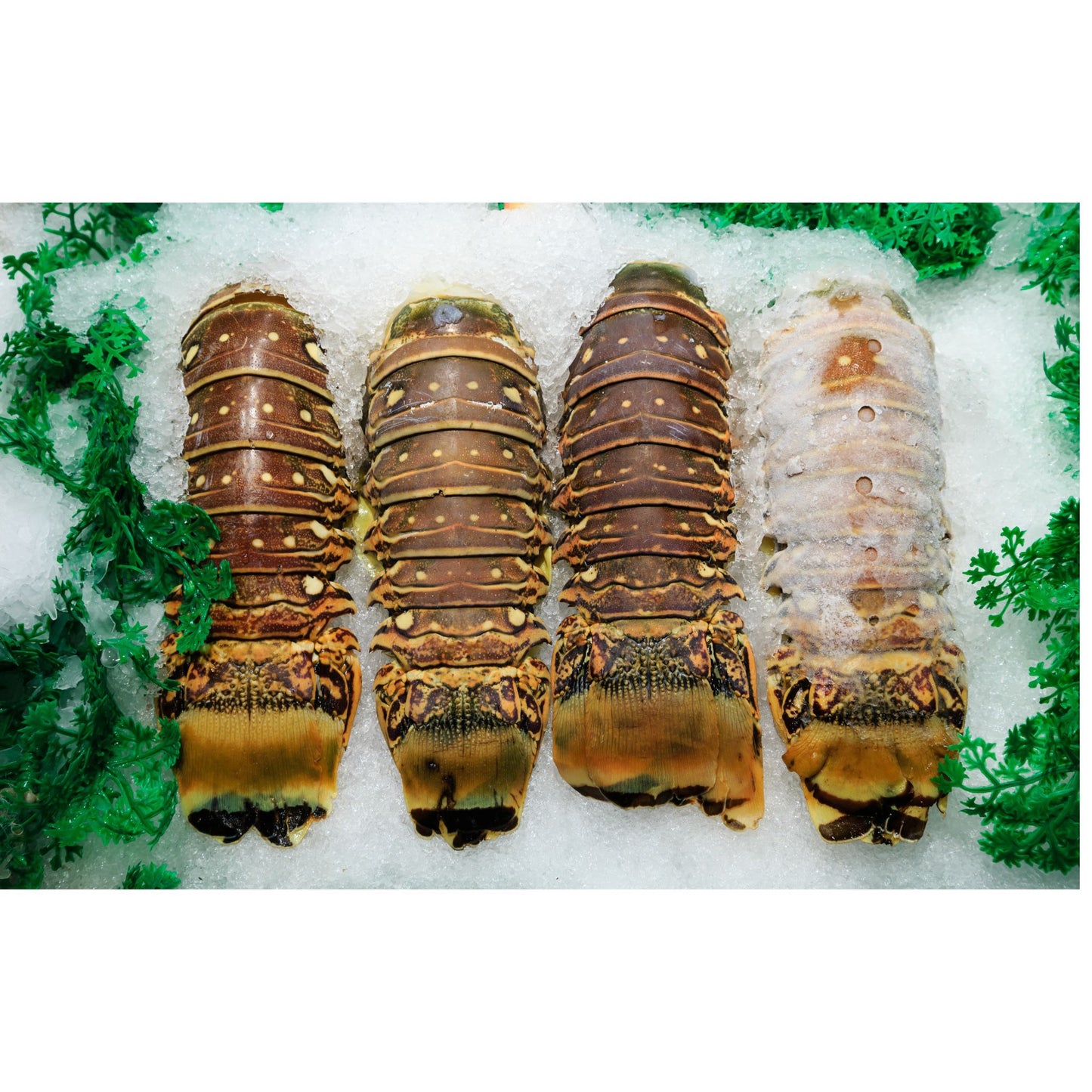 Lobster Tail Box-4 count