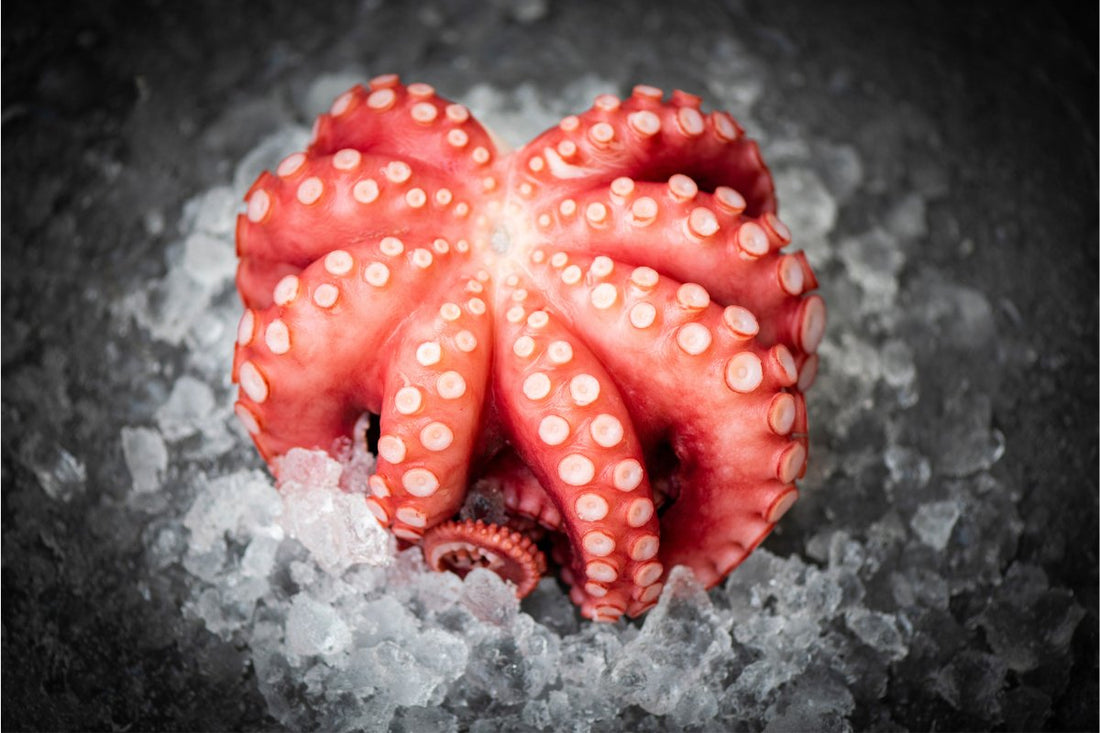 The Essential Guide to Octopus