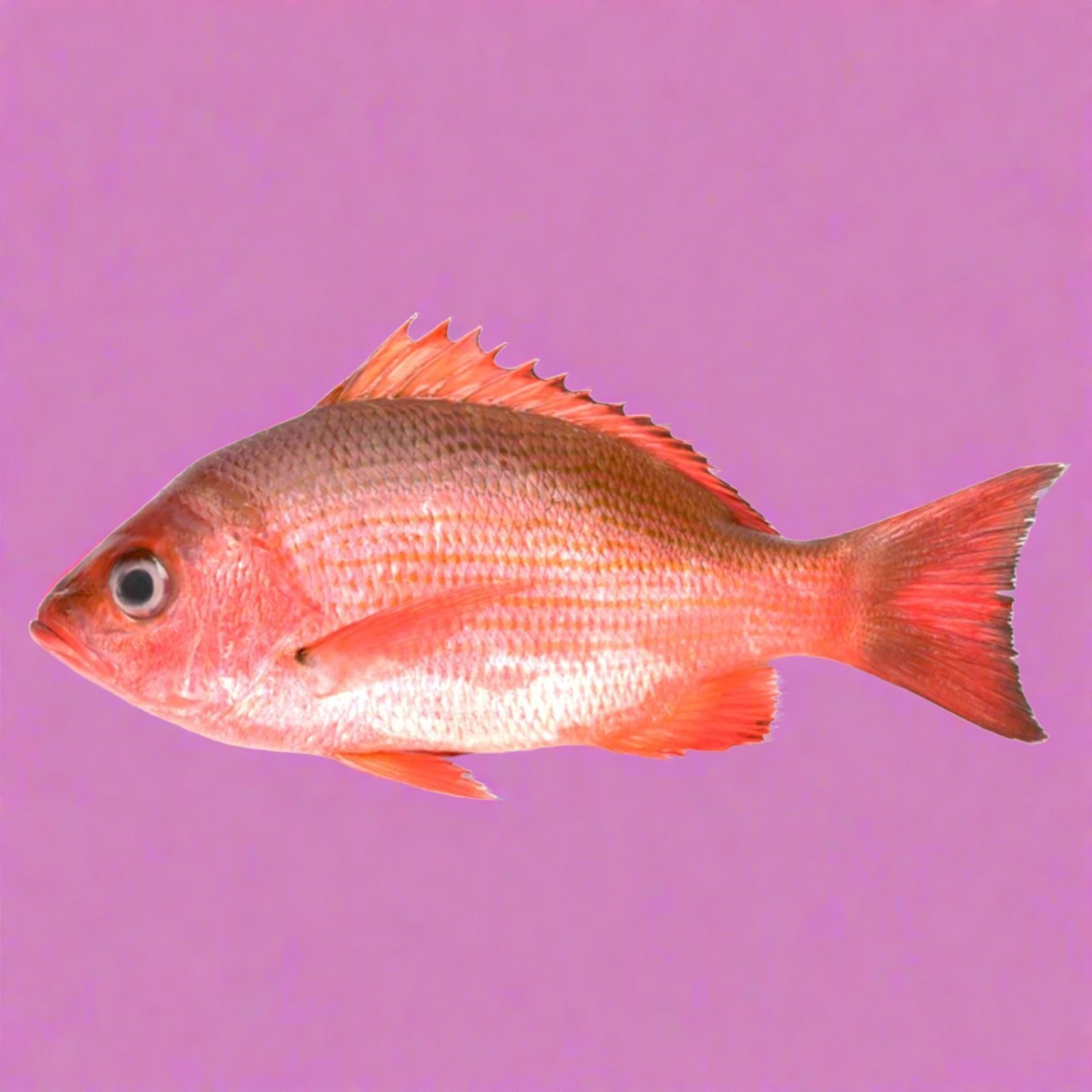 Untitleddesign_29-163518.jpg?v